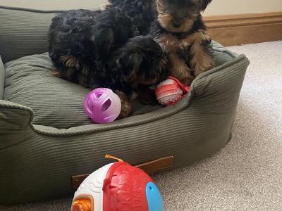 Purebred Yorkshire Terrier ❤️puppies in Meath