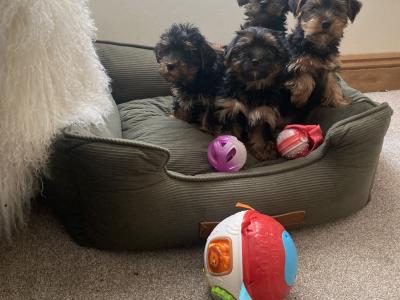 Purebred Yorkshire Terrier ❤️puppies in Meath