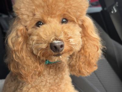 Proven Miniature Poodle for stud in Meath🧡