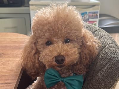 Proven Miniature Poodle for stud in Meath🧡