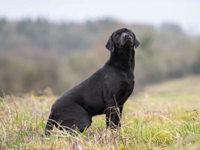 Purebred Black Labrador Puppies | Family Raised | Field Trial Champion Sire | 9 weeks old