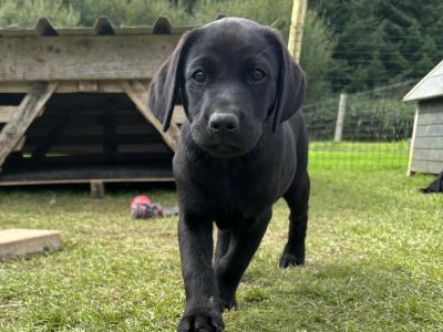 Purebred Black Labrador Puppies | Family Raised | Field Trial Champion Sire | 9 weeks old