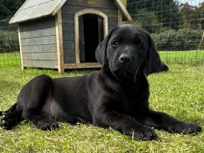 IKC Registered Purebred Black Labrador puppies in Tipperary Family Raised, Field Trial Champion Sire