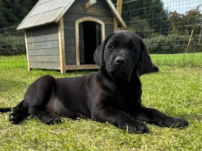 Purebred Black Labrador Puppies | Family Raised | Field Trial Champion Sire | 9 weeks old