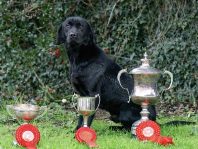 Purebred Black Labrador Puppies | Family Raised | Field Trial Champion Sire | 9 weeks old