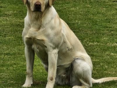 Purebred Black Labrador Puppies | Family Raised | Field Trial Champion Sire | 9 weeks old