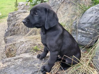 Purebred Black Labrador Puppies | Family Raised | Field Trial Champion Sire | 9 weeks old