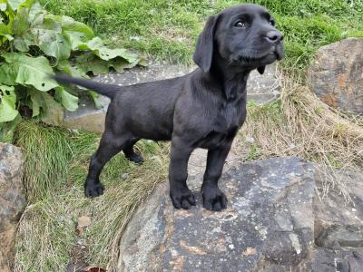 Purebred Black Labrador Puppies | Family Raised | Field Trial Champion Sire | 9 weeks old