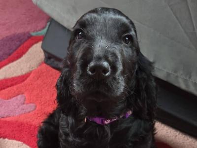 IKC Registered female Cocker Spaniel puppy in Cork