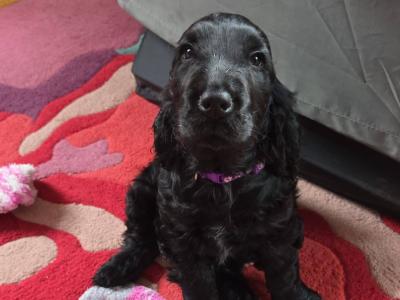 IKC Registered female Cocker Spaniel puppy in Cork