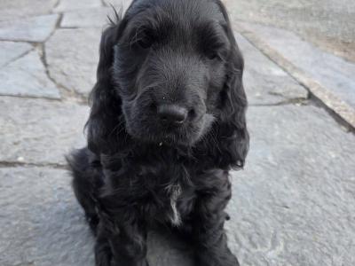 IKC Registered female Cocker Spaniel puppy in Cork