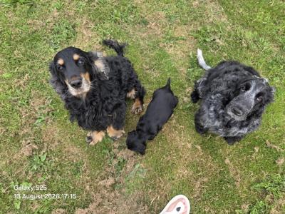 IKC Registered female Cocker Spaniel puppy in Cork