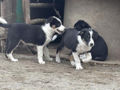 Meg is a beautiful female Border Collie puppy in Kildare