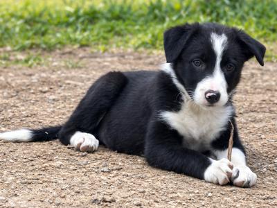 Meg is a beautiful female Border Collie puppy in Kildare