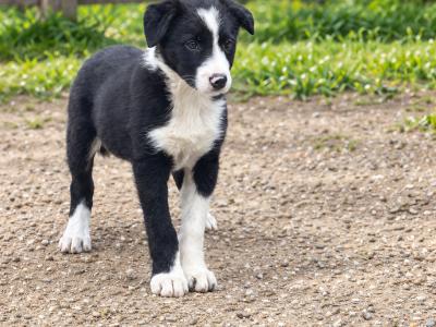 Meg is a beautiful female Border Collie puppy in Kildare