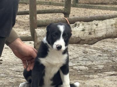 Meg is a beautiful female Border Collie puppy in Kildare