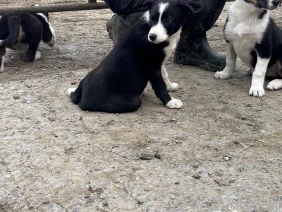 Meg is a beautiful female Border Collie puppy in Kildare