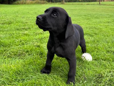 Purebred Black Labrador Puppies | Family Raised | Field Trial Champion Sire | 9 weeks old
