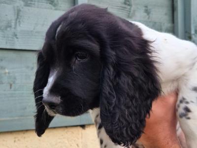 English Springer Spaniel pups in Louth