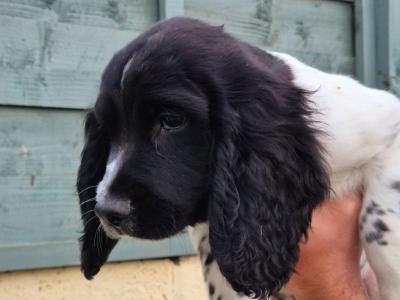 English Springer Spaniel puppies in Louth