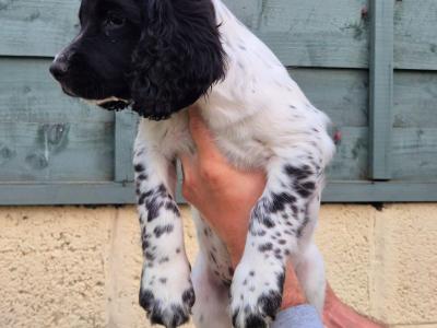 English Springer Spaniel puppies in Louth