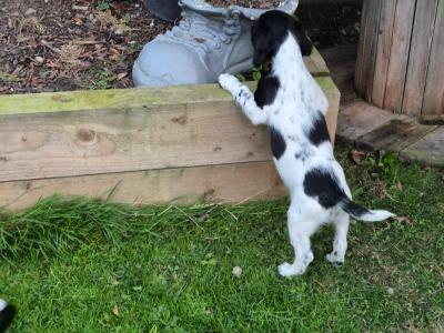English Springer Spaniel puppies in Louth