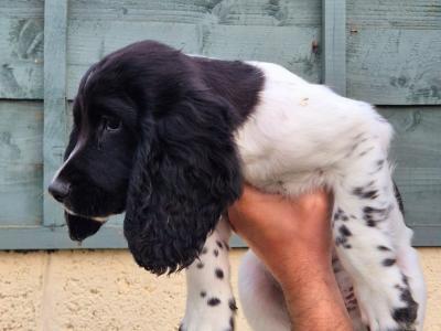 English Springer Spaniel puppies in Louth
