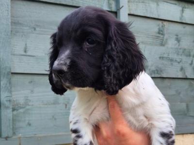 English Springer Spaniel puppies in Louth