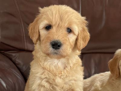 Smashing litter of F1 Goldendoodles in Wexford