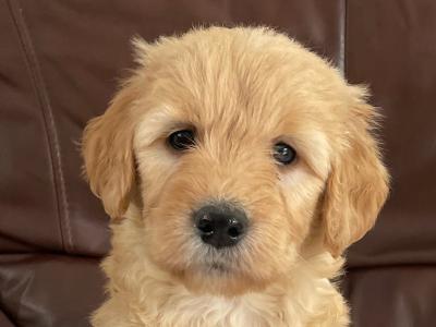 Smashing litter of F1 Goldendoodle puppies in Wexford
