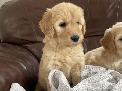 Smashing litter of F1 Goldendoodle puppies in Wexford