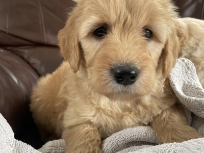 Smashing litter of F1 Goldendoodle puppies in Wexford