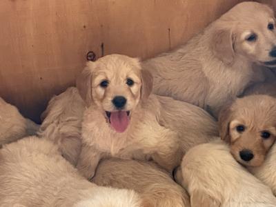 Smashing litter of F1 Goldendoodle puppies in Wexford