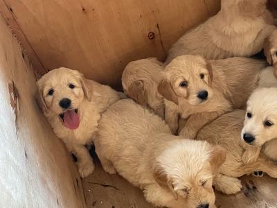 Smashing litter of F1 Goldendoodle puppies in Wexford