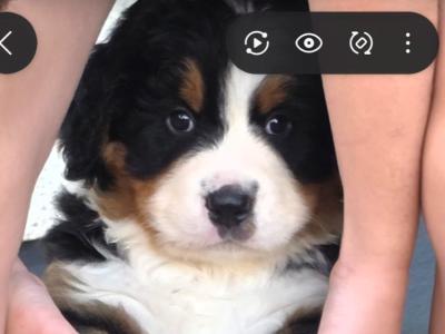 Bernese puppies for sale