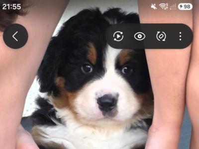 Bernese Mountain Dog puppies for sale in Kildare
