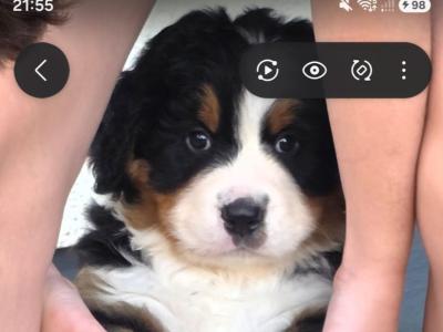Bernese Mountain Dog puppies for sale in Kildare