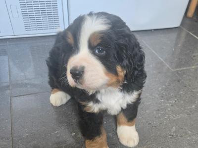 Bernese puppies for sale