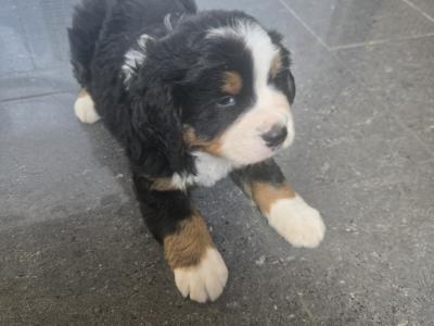 Bernese puppies for sale