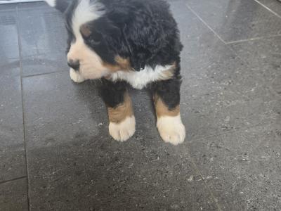 Bernese puppies for sale