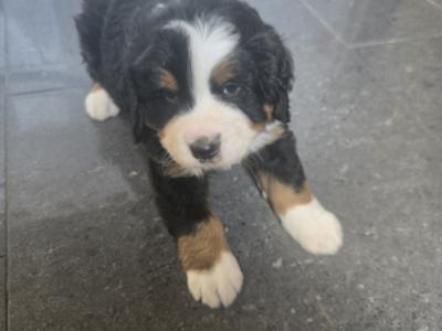 Bernese puppies for sale