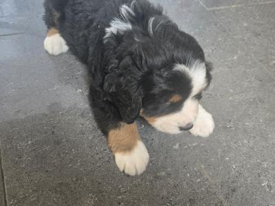 Bernese puppies for sale