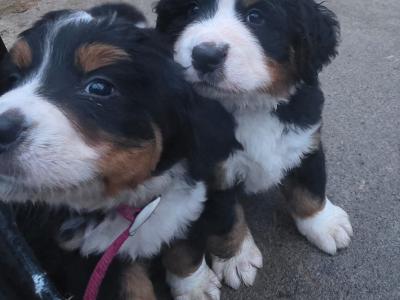 Bernese puppies for sale