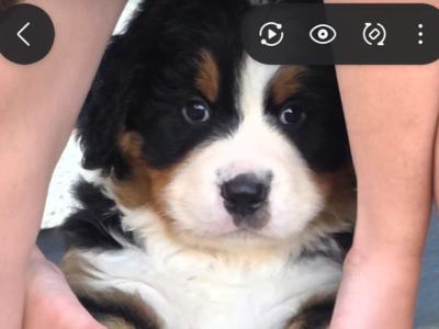 Bernese puppies for sale