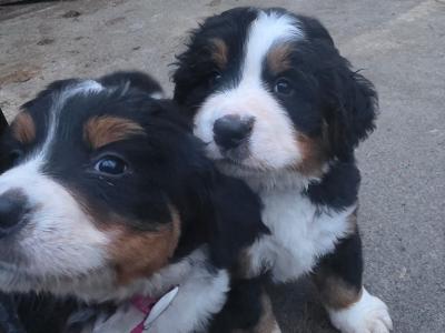 Bernese puppies for sale
