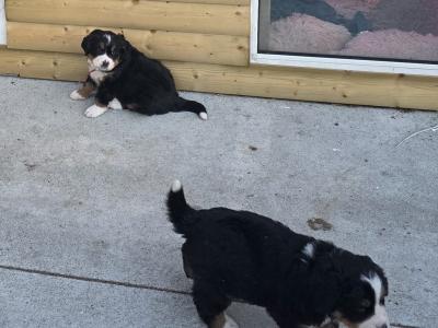 Bernese puppies for sale