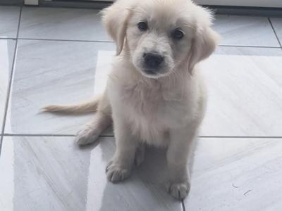 Golden Retriever female