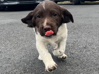IKC Registered (pending) English Springer Spaniel puppies in Limerick