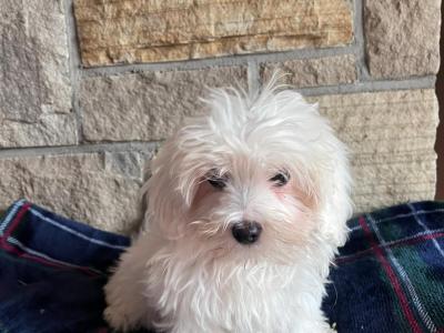 Maltipoo puppies 🐶 (Maltese x Poodle) in Roscommon 086 1650340