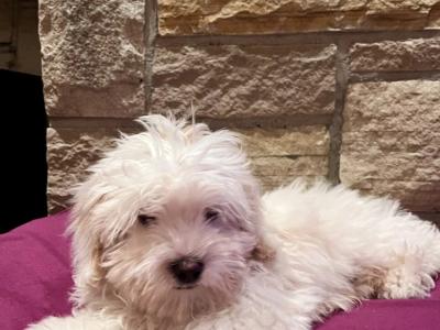 Maltipoo puppies 🐶 (Maltese x Poodle) in Roscommon 086 1650340